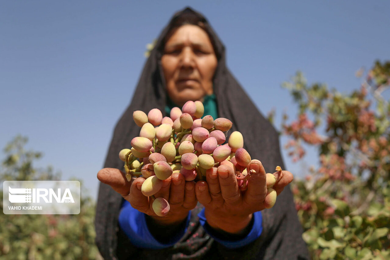 صادرات ۲.۱ میلیارد دلاری در بخش کشاورزی