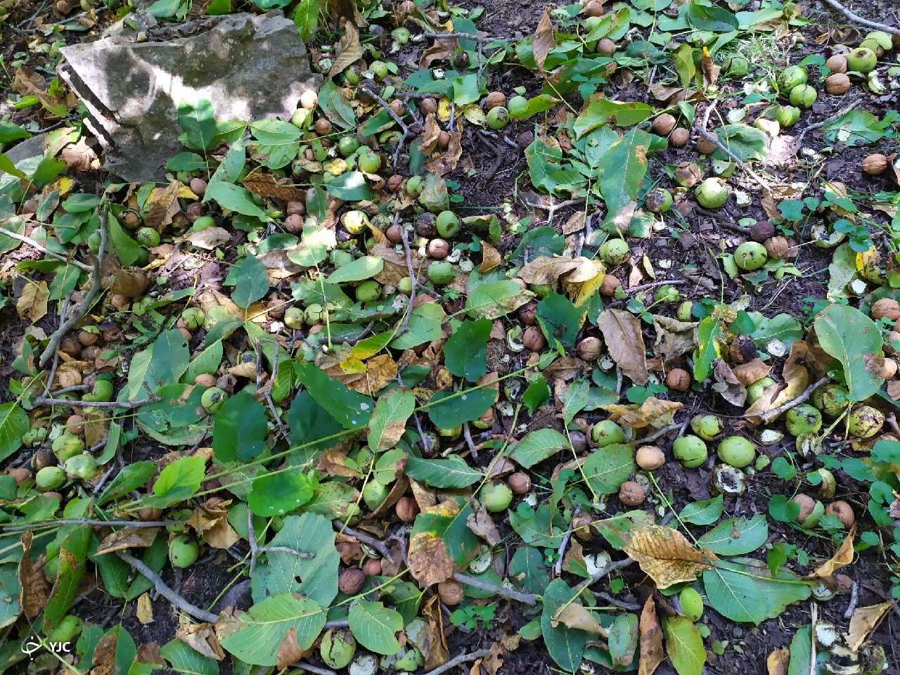 نمایی از طبیعت بکر در روستای پرچینه