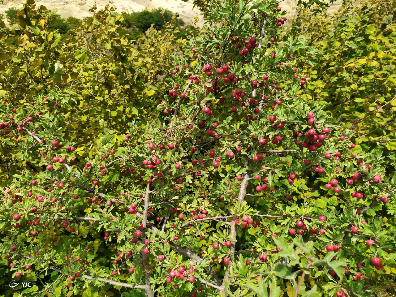 نمایی از طبیعت بکر در روستای پرچینه