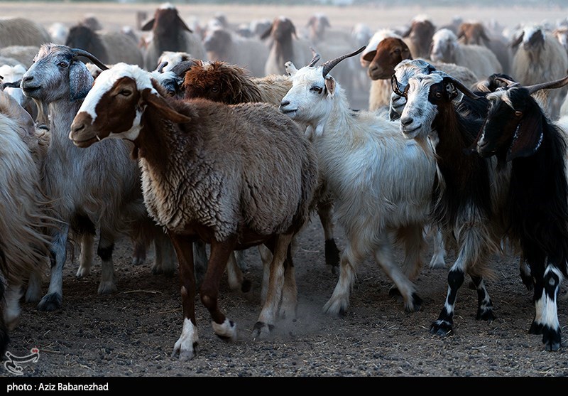 عکس/ کوچ عشایر لک لرستان