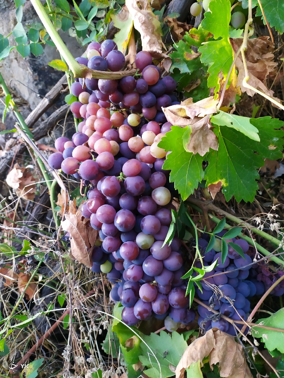 نمایی از طبیعت بکر در روستای پرچینه