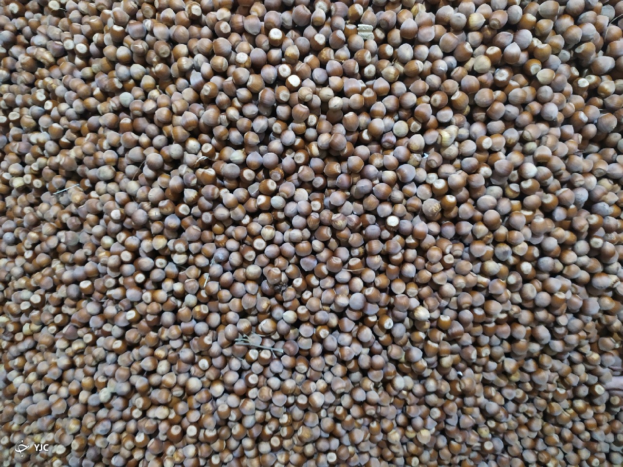 نمایی از طبیعت بکر در روستای پرچینه