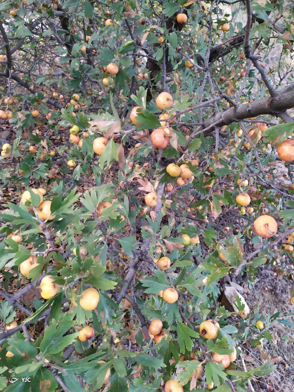 نمایی از طبیعت بکر در روستای پرچینه