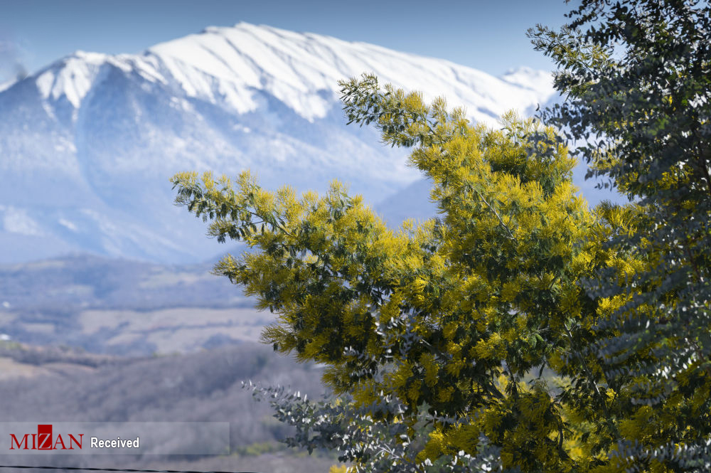 شکوفایی درختان آکاسیا در سوچی