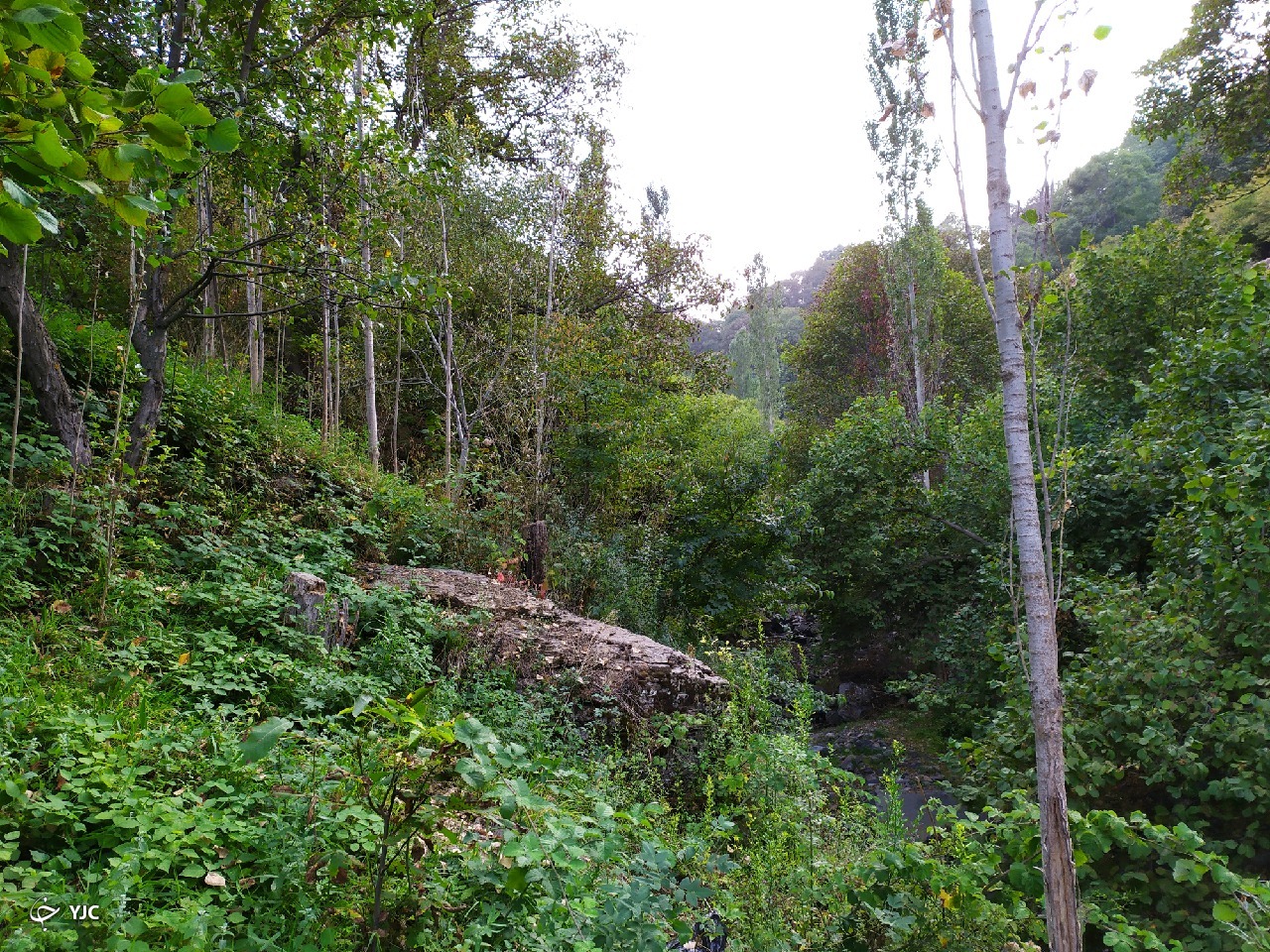 نمایی از طبیعت بکر در روستای پرچینه