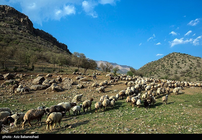 عکس/ کوچ عشایر لک لرستان