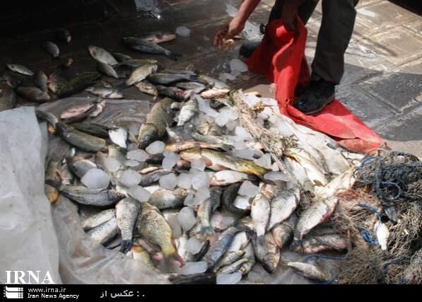 ۱۵ تن ماهی قاچاق در چایپاره کشف شد