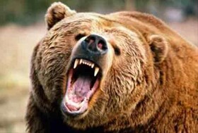 حمله خرس قهوه‌ای به یک از اهالی ورزقان