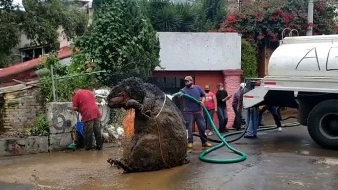 ماجرای موش غول پیکر عجیب در فاضلاب شهری!