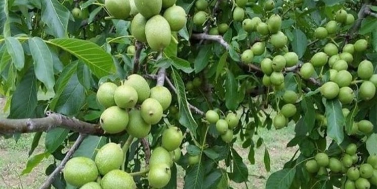 مرگ یکنفر بهخاطر گردوتکانی!