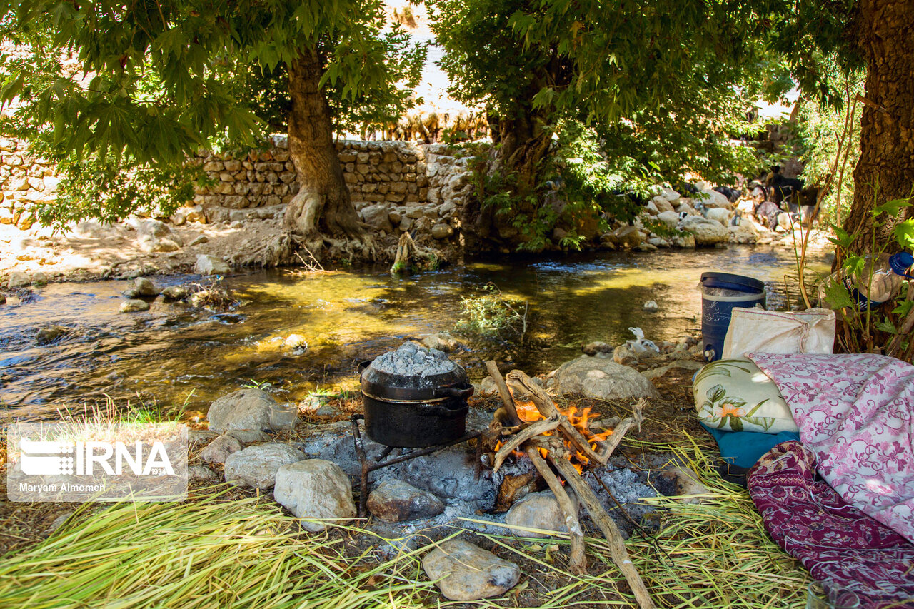 چمپا برنج در خوزستان