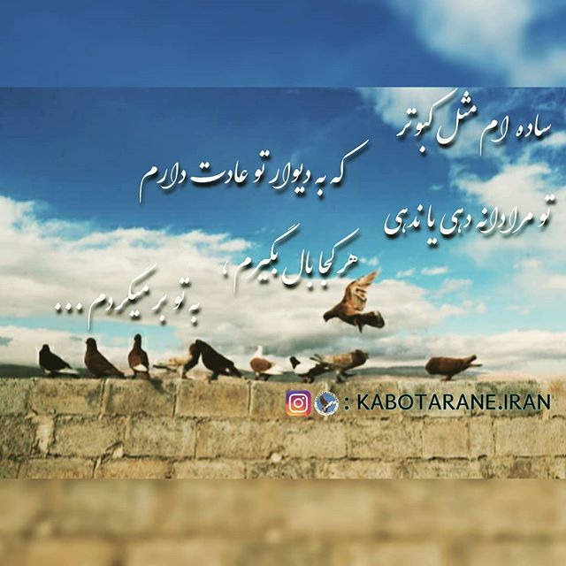 شاعرانه/ ساده ام مثل کبوتر که به دیوار تو عادت دارم
