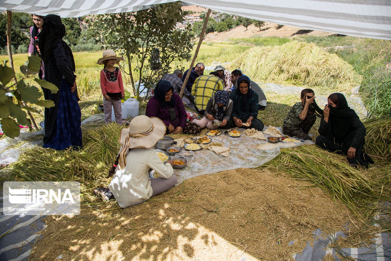 چمپا برنج در خوزستان
