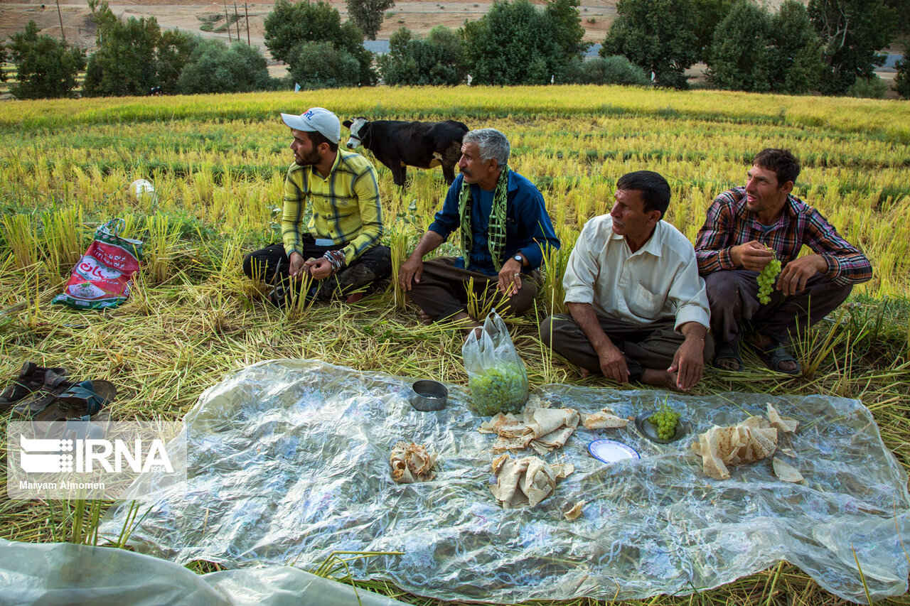 چمپا برنج در خوزستان