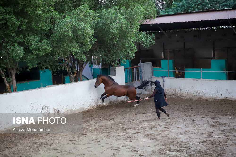 مشکلات پرورش و نگهداری اسب عرب