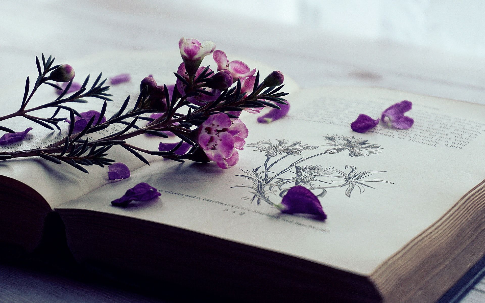 شاعرانه/ گلهای لای کتاب با عینک سهراب سپهری