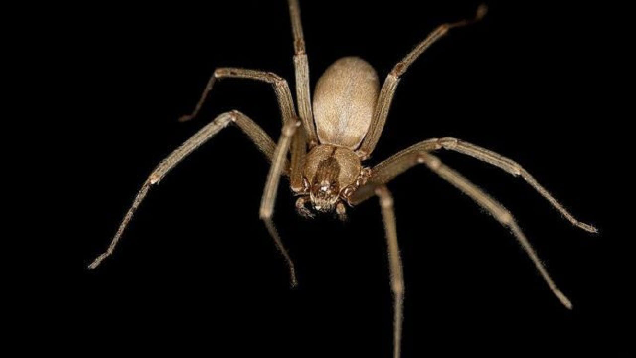 کشف تار عنکبوت هم اندازه انسان در یک جنگل!