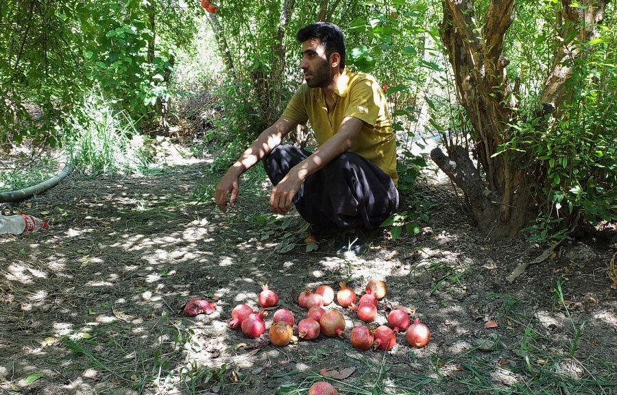باغات انار در دیل گچساران یاسوج