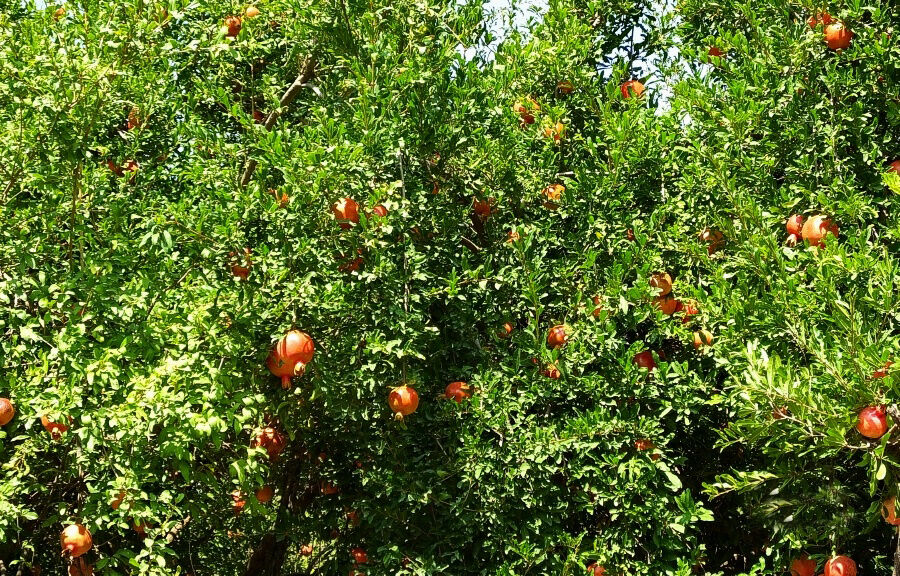 باغات انار در دیل گچساران یاسوج
