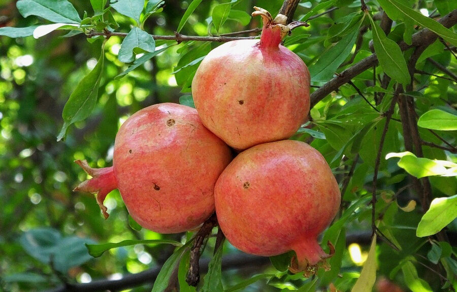 باغات انار در دیل گچساران یاسوج