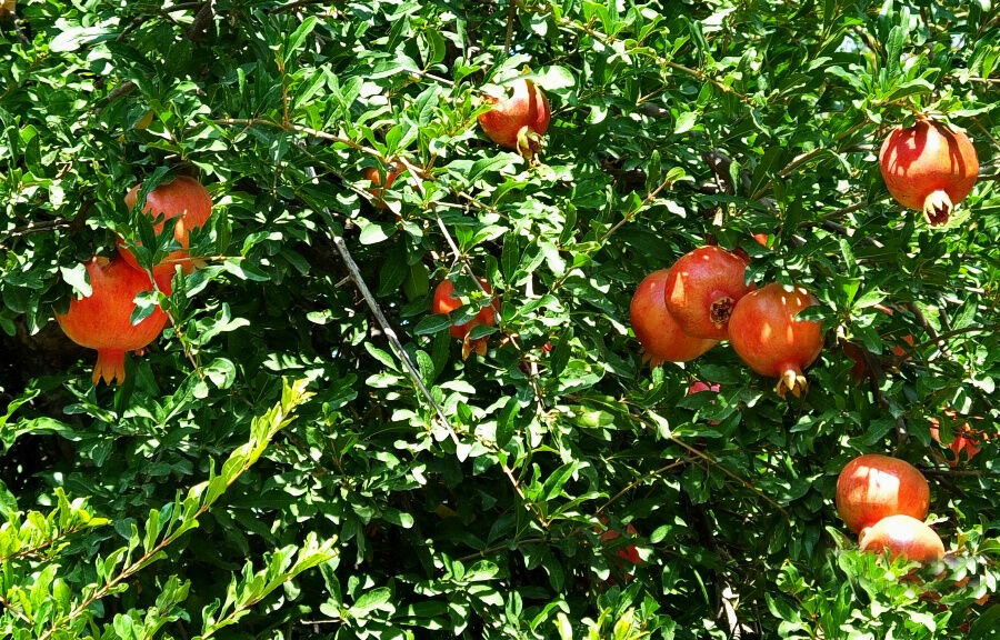 باغات انار در دیل گچساران یاسوج