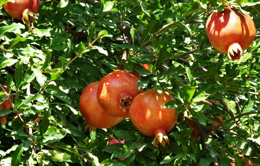 باغات انار در دیل گچساران یاسوج