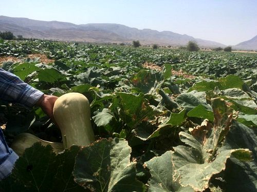 کدو های تنبل قیروکارزین به روسیه می روند