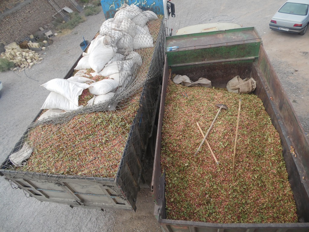 کشف 20 تن پسته سرقتی در انار
