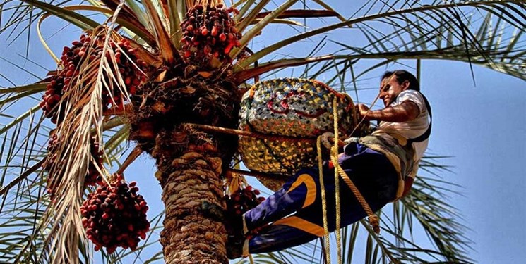 برداشت بیش از ٢٠٠ هزار تن خرما در سیستان‌وبلوچستان