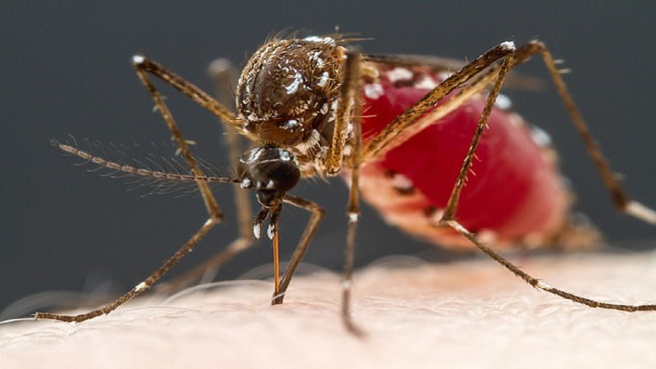 دانستنی ها/ خون انسان برای پشه‌ها چه طعمی دارد؟!