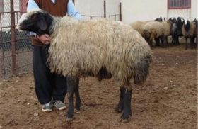 کشف ۱۰۳ راس گوسفند قاچاق در لارستان