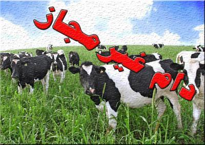 کشف 30 راس گاو قاچاق در لرستان