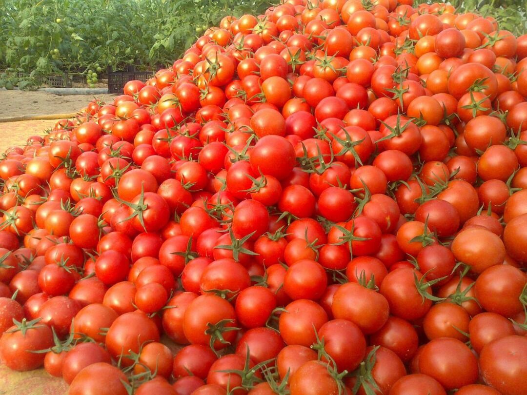 ماجرای برگشت خوردن گوجه فرنگی صادراتی از عراق