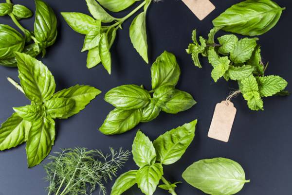16 گیاه دارویی که میتوانید در خانه پرورش دهید