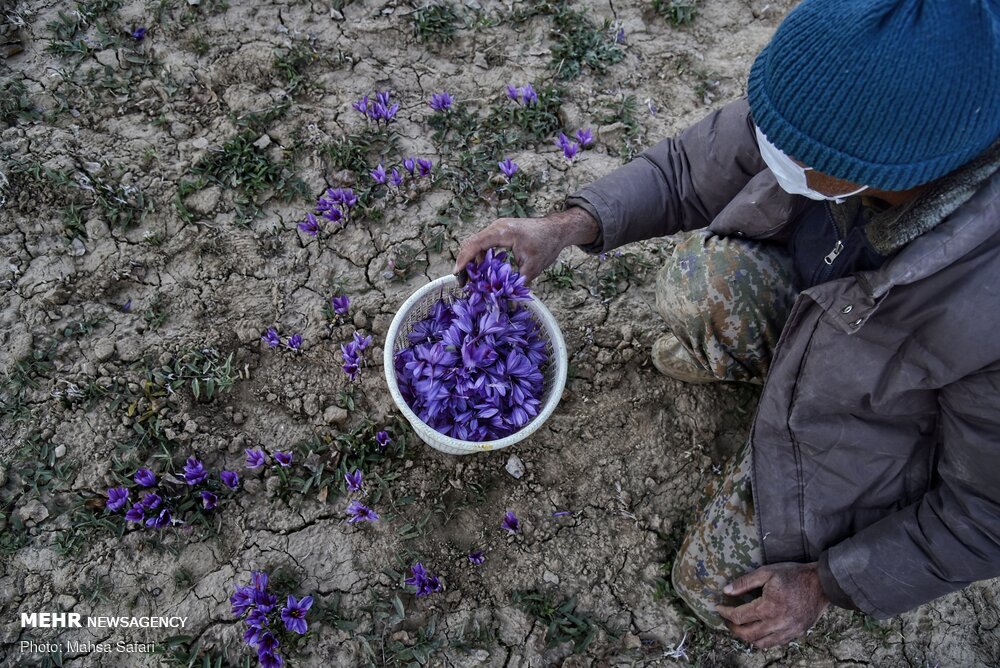 برداشت طلای سرخ در گلستان