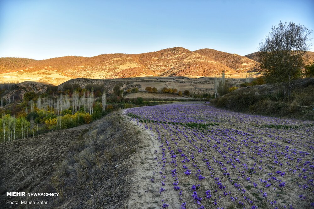برداشت طلای سرخ در گلستان