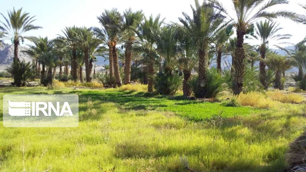 عکس/ کهنک کارواندر خاش زیبا و دیدنی