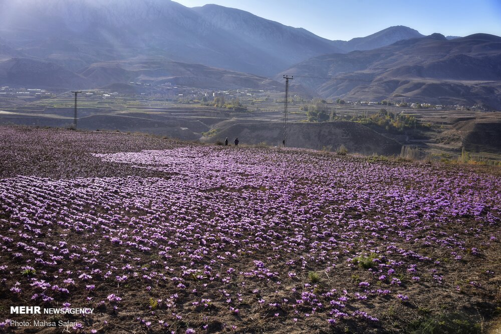 برداشت طلای سرخ در گلستان