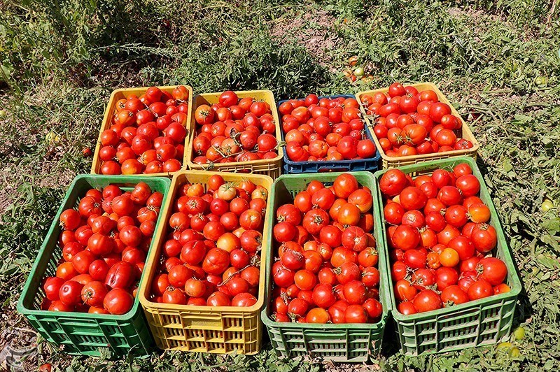 رئیس اتحادیه میوهوترهبار همدان: سرمازدگی سبب گرانی گوجهفرنگی شده است