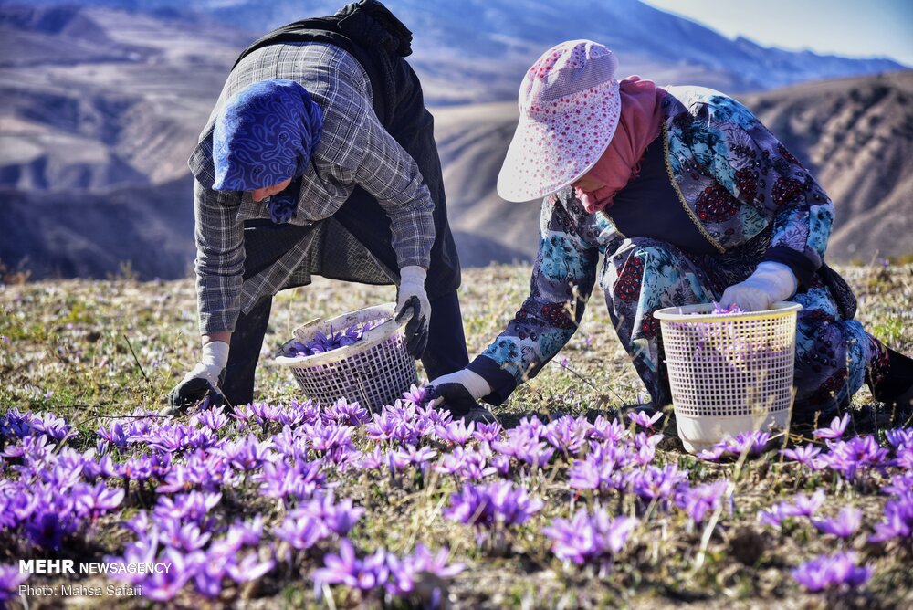 برداشت طلای سرخ در گلستان