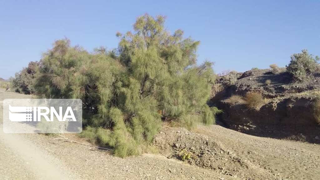 عکس/ کهنک کارواندر خاش زیبا و دیدنی