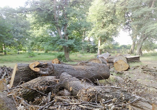 قطع درختان جنگلی یاسوج به قصد تصرف زمین