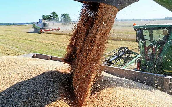 کلیپ اختلاط گندم با خاک در استان فارس تکذیب شد