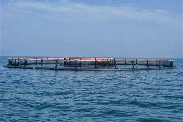 تدارک راه اندازی صنعت «پرورش ماهی در قفس» در جزیره کیش