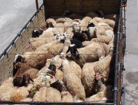 کشف ۳۰ راس دام قاچاق در پاوه