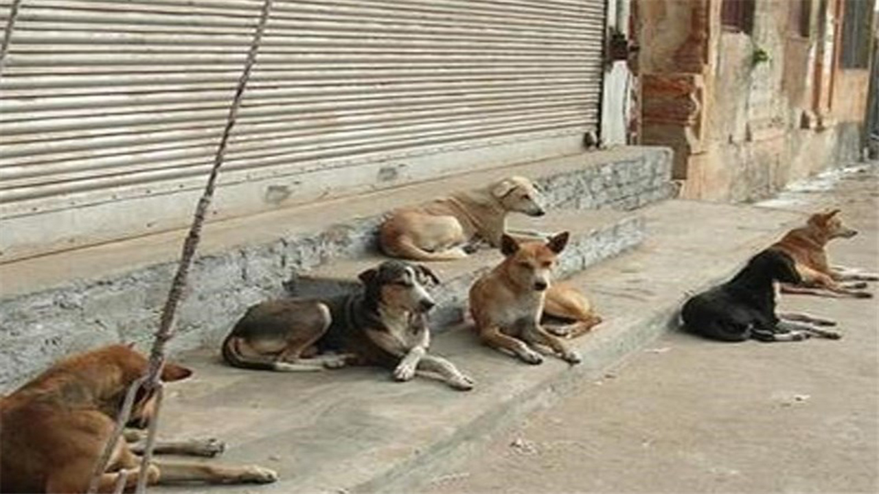 مصدومیت دانشجوی پزشکی بر اثر حمله سگهای ولگرد