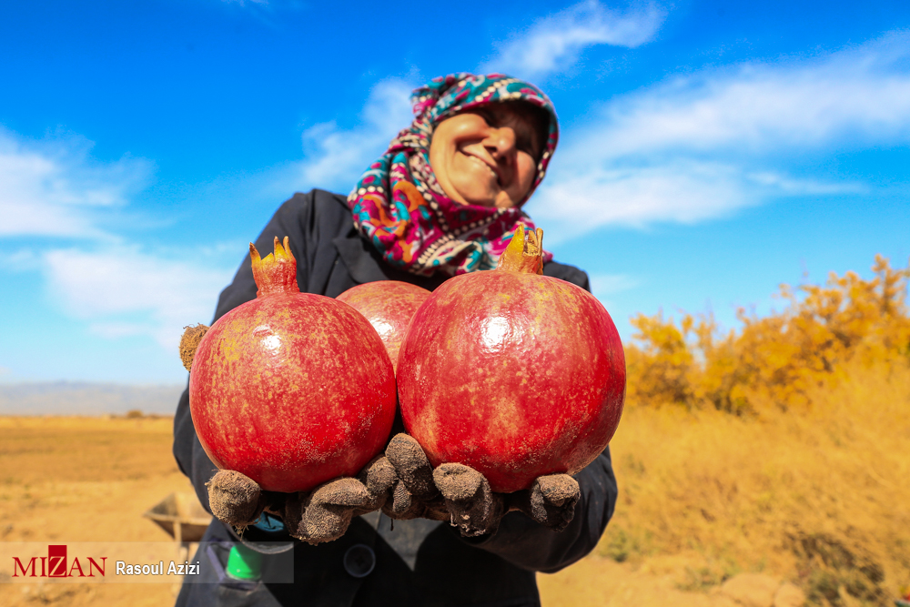 برداشت انار در کاشمر