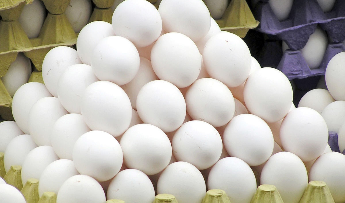 نامه مرغداران به وزیر: از فروش هرشانه تخم مرغ ۳۰ درصد ضرر می‌کنیم