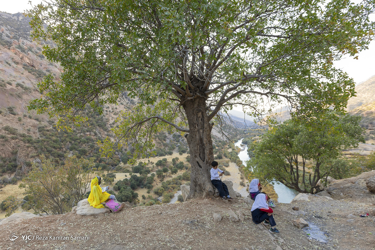 شاد زیر درخت بلوط