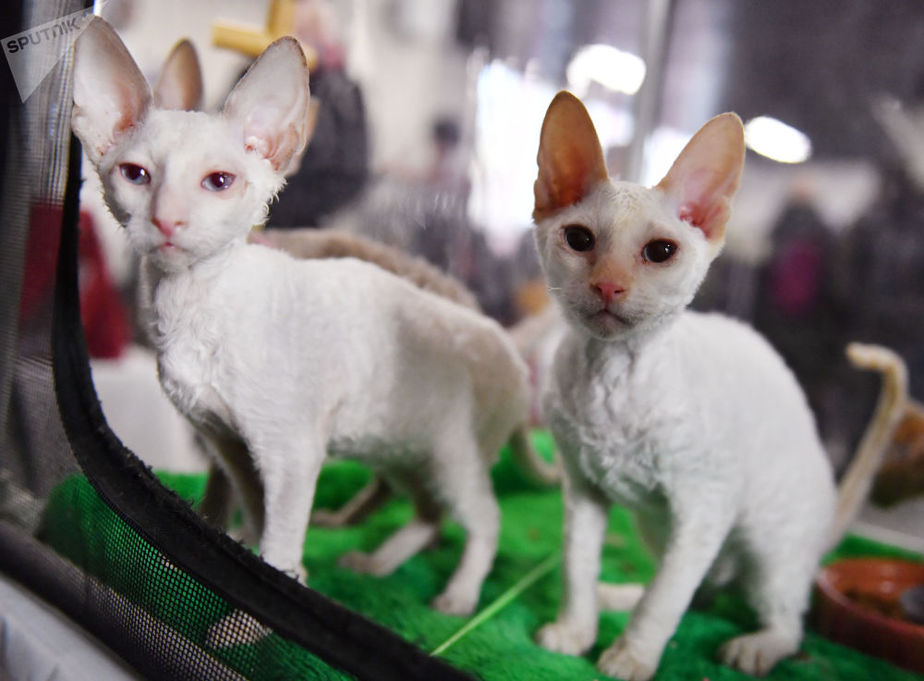 گربه های عجیب و غریب در نمایشگاه گربه ای!